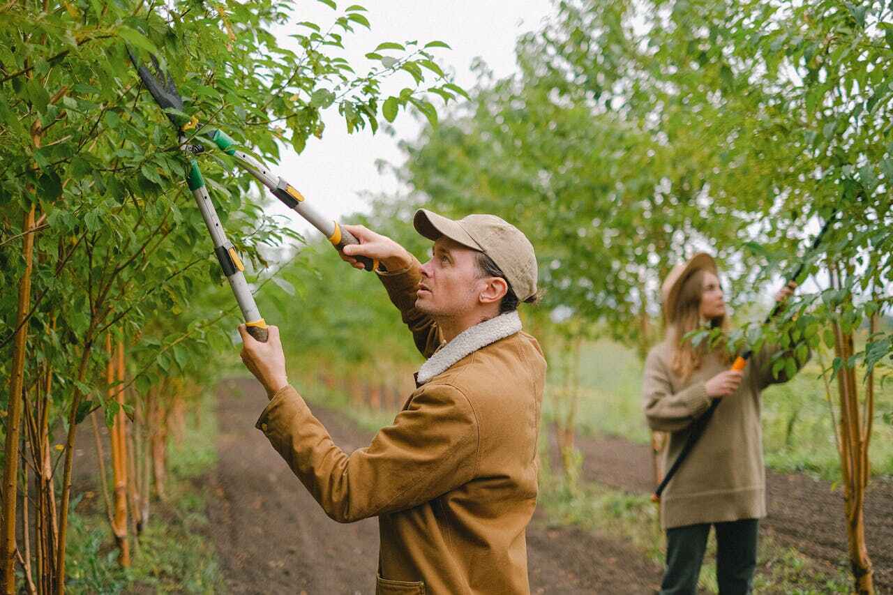 Best Tree Care Services  in Albany, TX